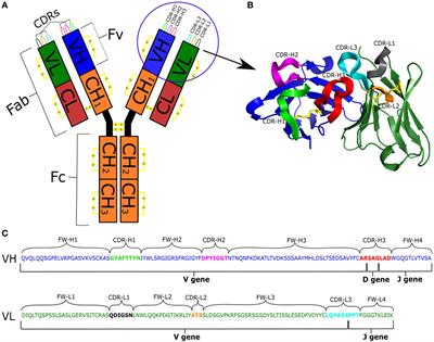 Frontiers | How B-Cell Receptor Repertoire Sequencing Can Be Enriched ...